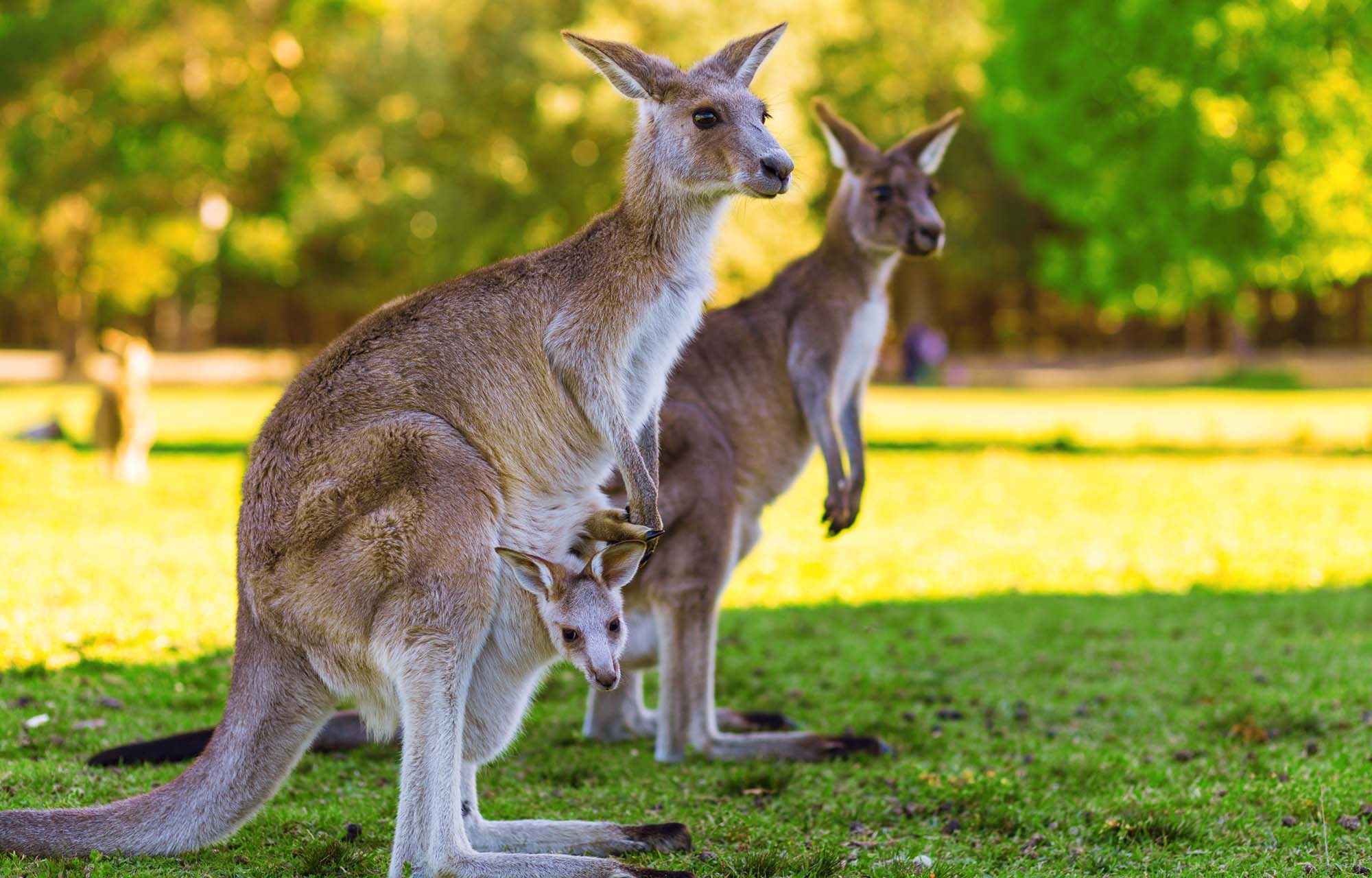Kom tæt på det australske dyreliv og mød f.eks. kænguruer på din rejse til Australien.
