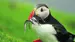 Faroe-Islands-Puffin-