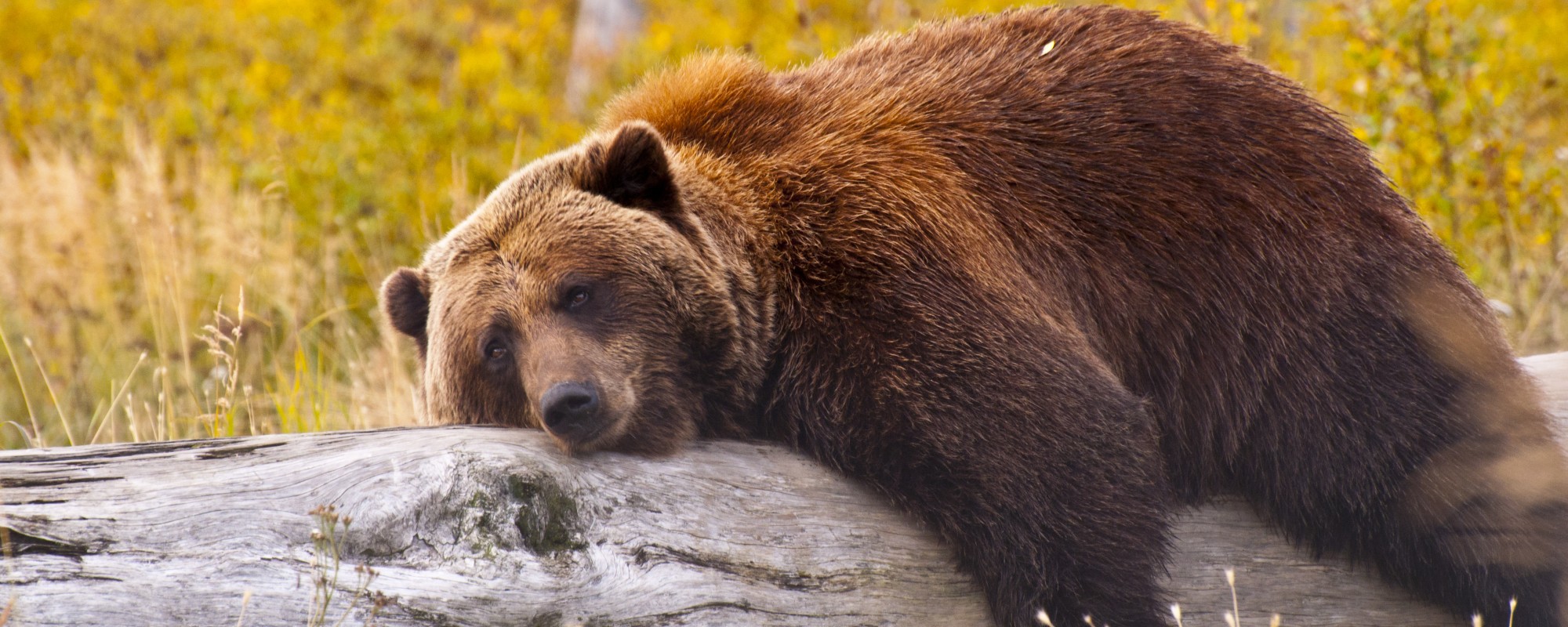 USA Alaska Relaxing Bear Shutterstock 133850990 Cut 2000X800