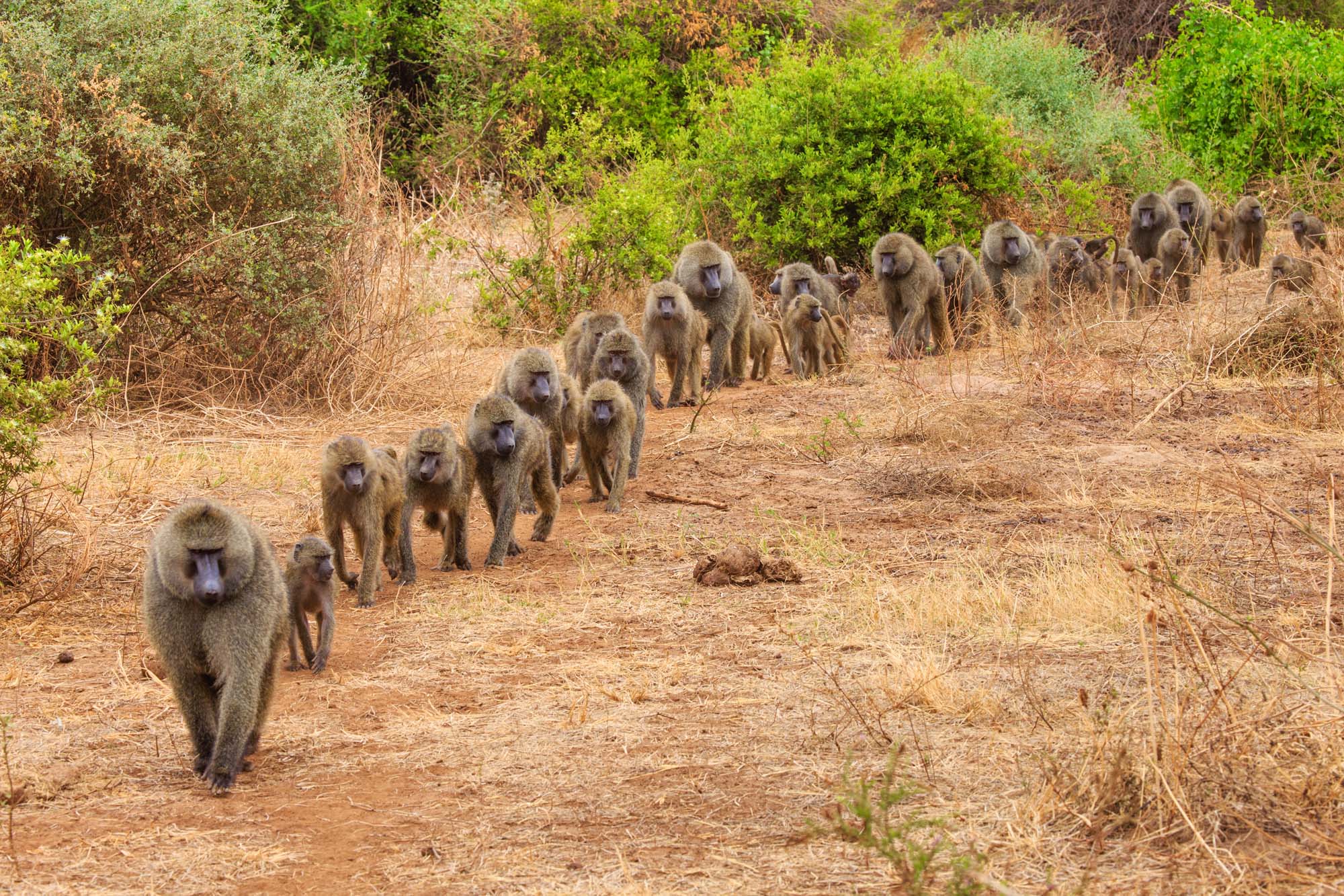 Bavianer ved Lake Manyara