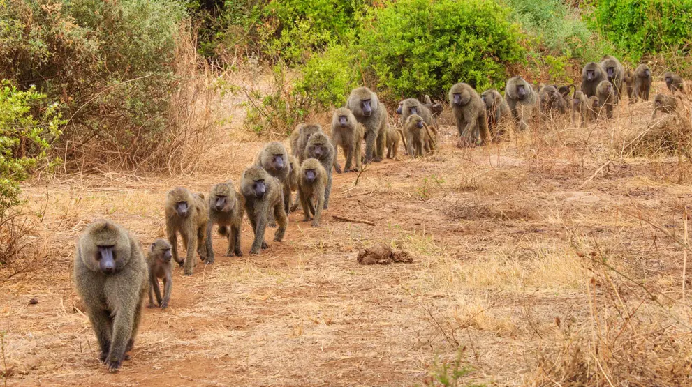 Bavianer ved Lake Manyara