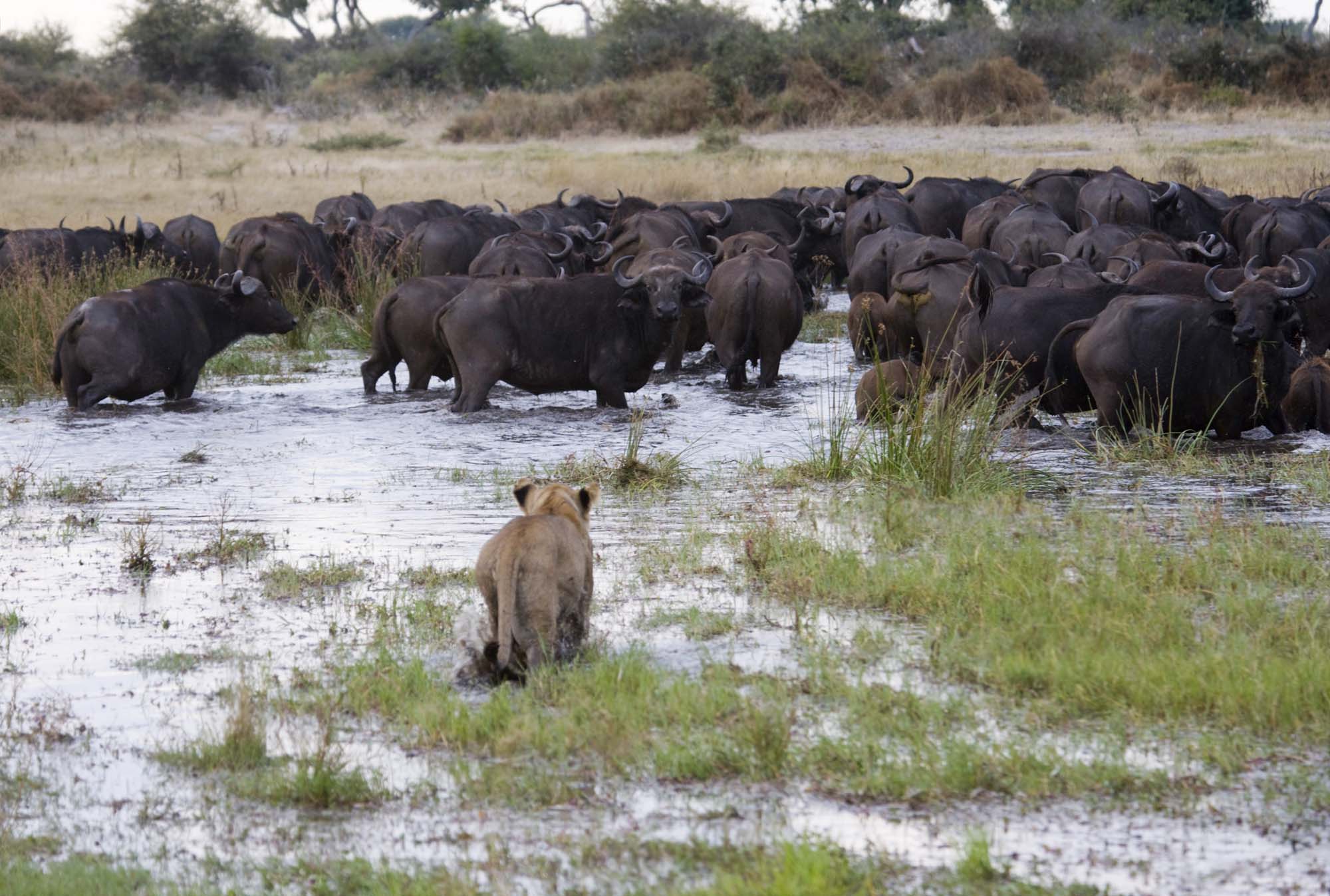En løve jagter et bytte i Okavangodeltaet