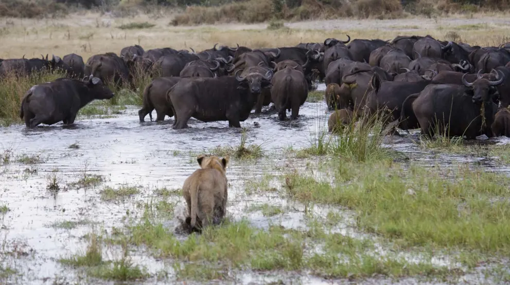 En løve jagter et bytte i Okavangodeltaet