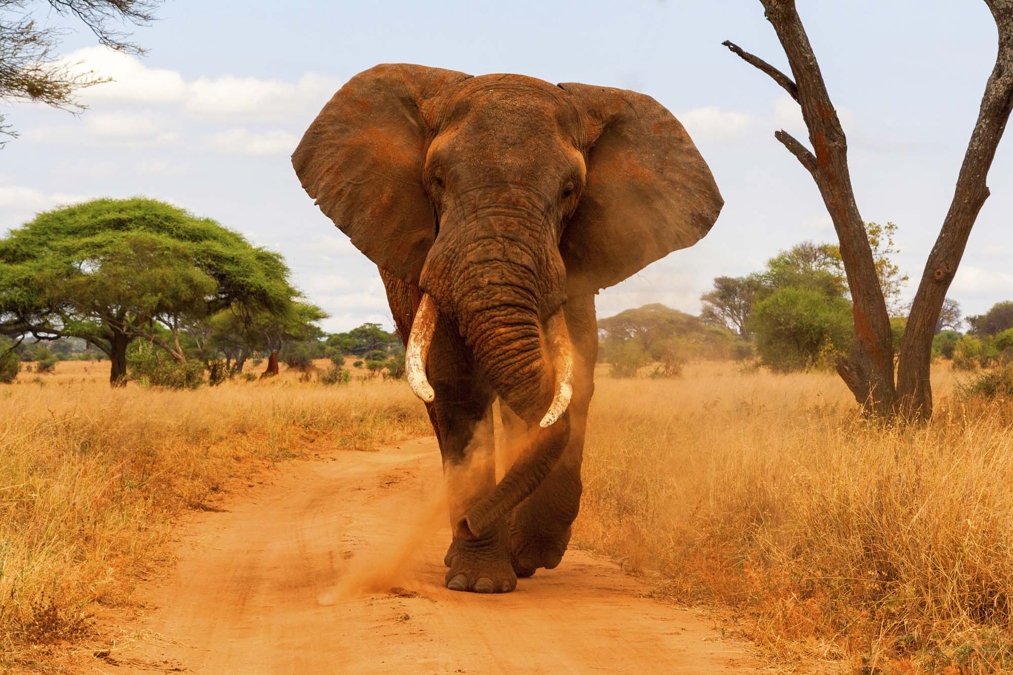 Tarangire National Park er kendt for sine store elefantflokke.