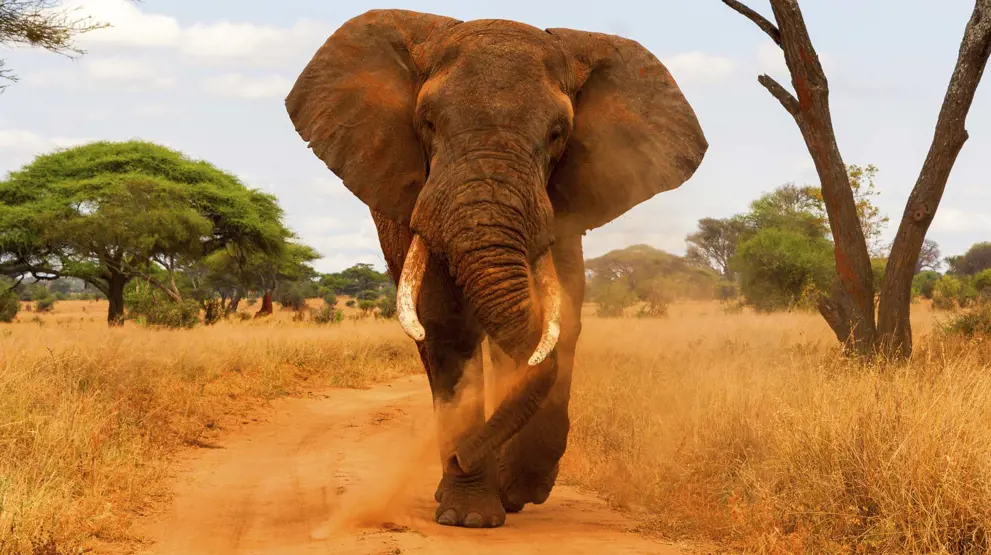 Masser af elefanter i Tarangire - Rejser til Tanzania