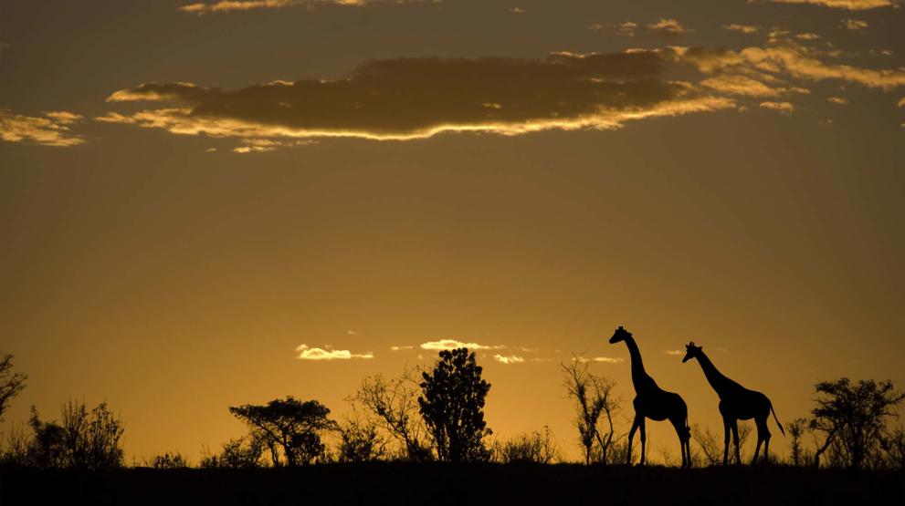 Se girafferne i solnedgangen på rejsen til Sydafrika