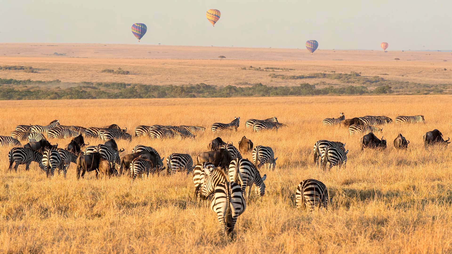Zebraer og gnuer på savannen i Masai Mara