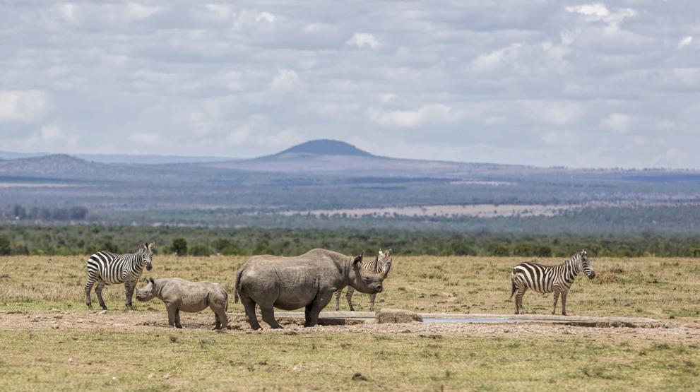 Kom tæt på dyrelivet i Kenya