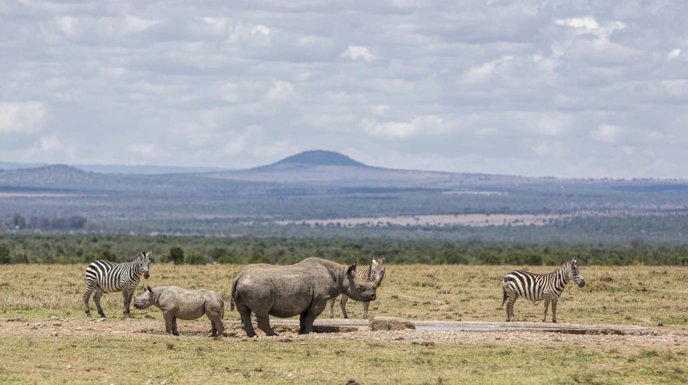Kom tæt på dyrelivet i Kenya
