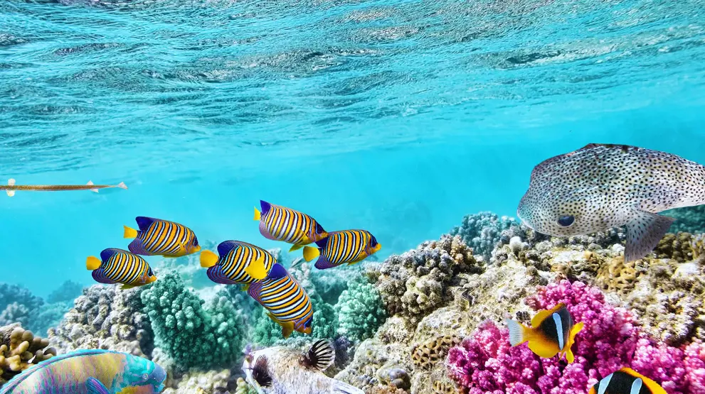 Oplev det spektakulære Great Barrier Reef | Foto: Queensland Tourism