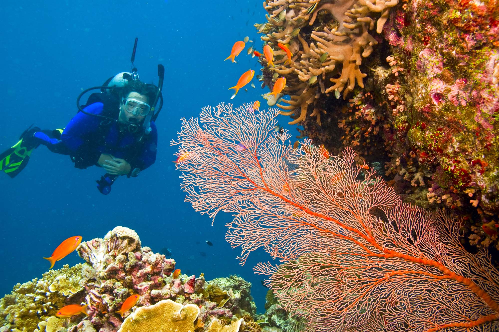 Dyk under havoverfladen ved Great Barrier Reef