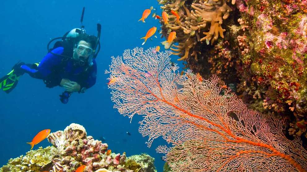 Dyk under havoverfladen ved Great Barrier Reef