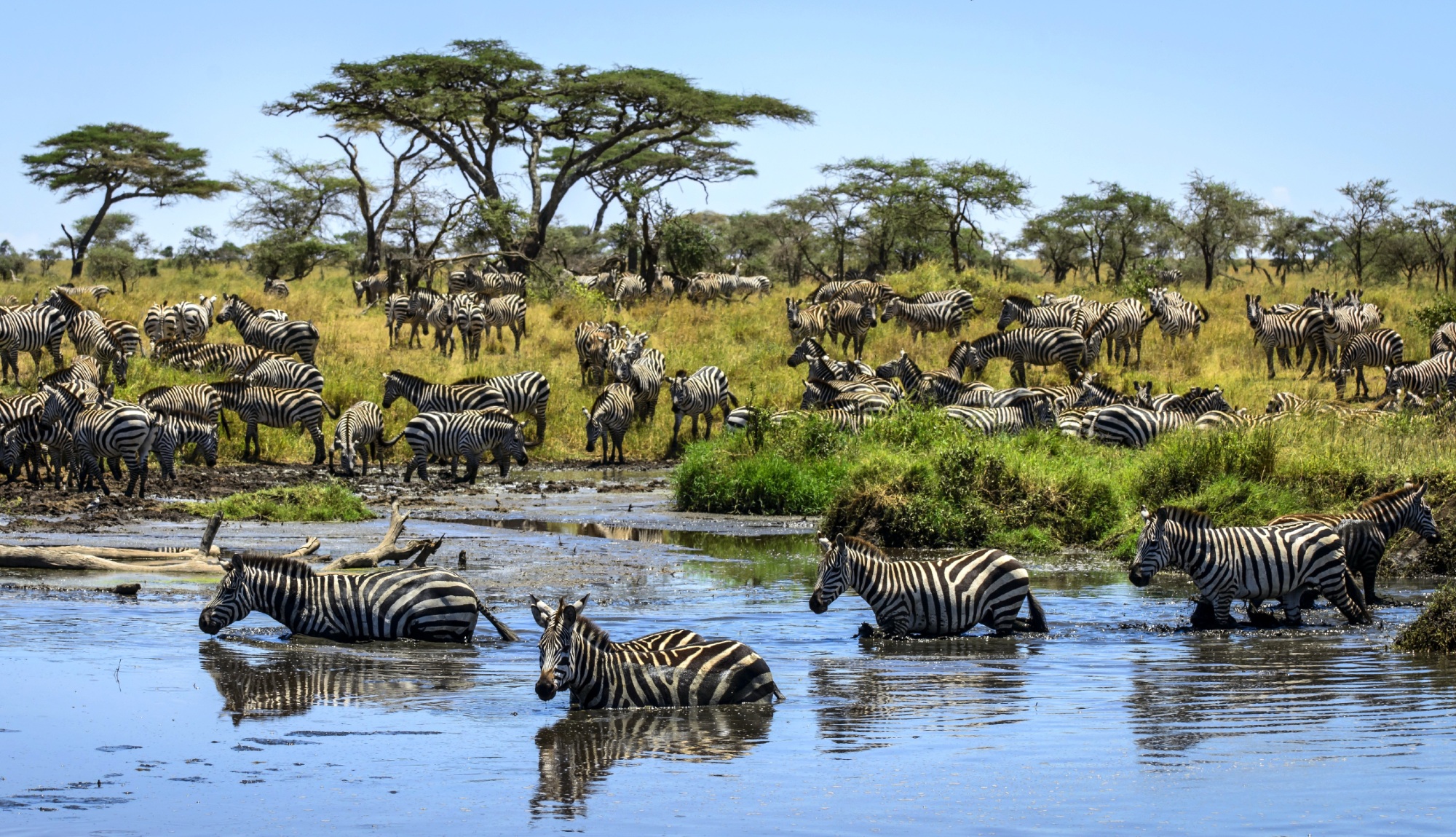 Webinar Africa Tanzania Serengeti Zebras Shutterstock 2000X1150 East Africa Sofia