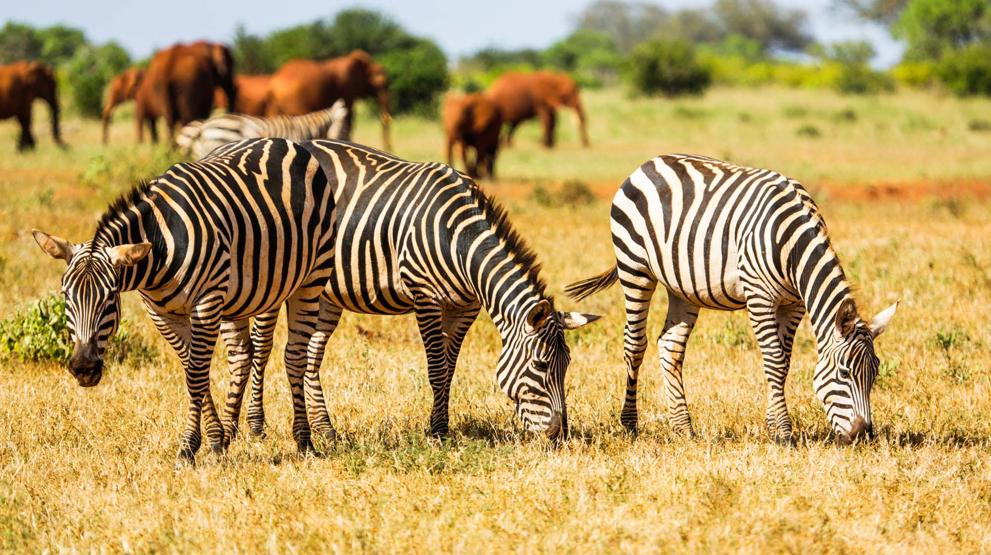 Zebraer er blandt de mange vilde dyr, I kan møde i Tsavo