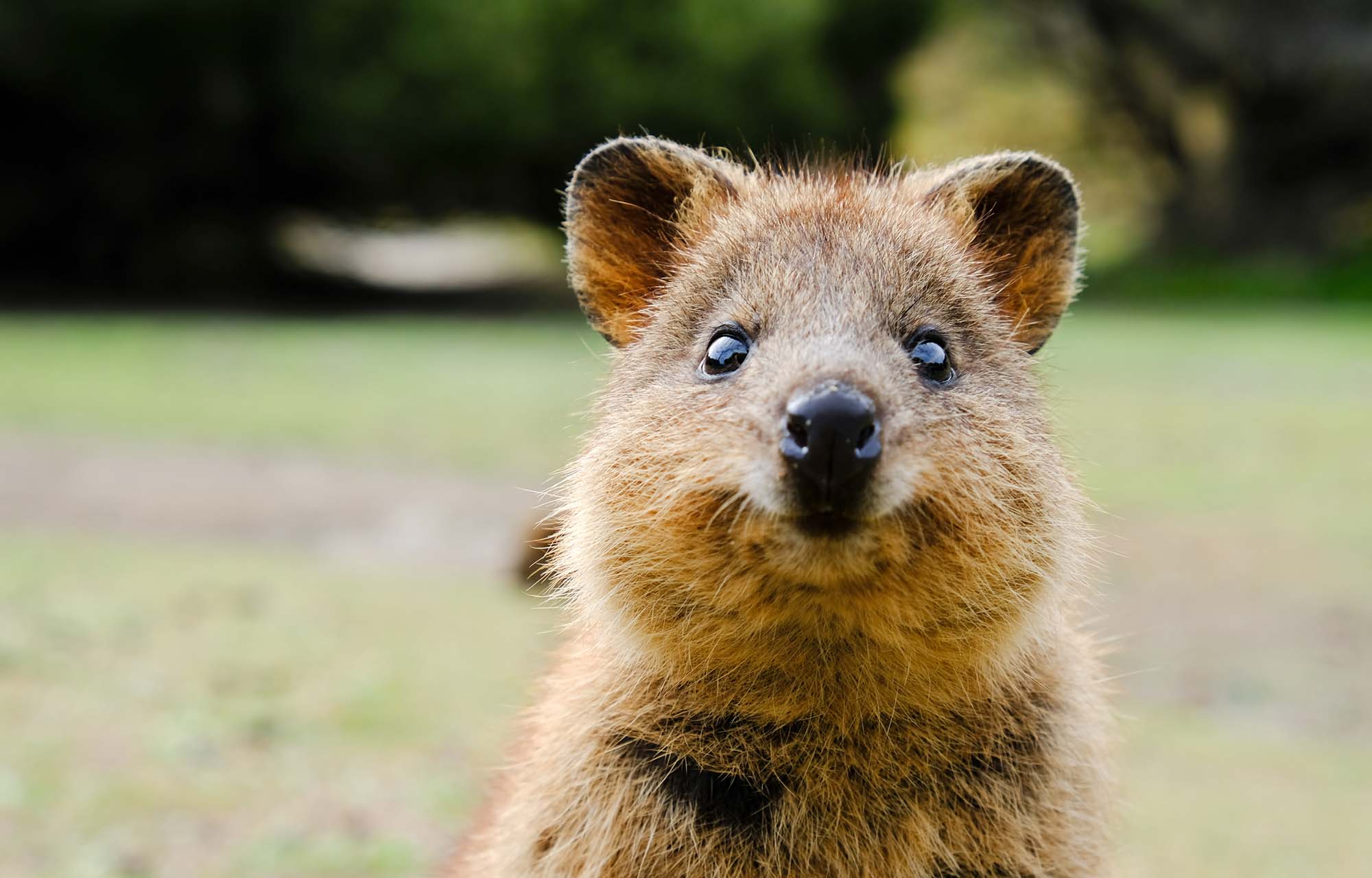 På rejser til Western Australia kan du møde de nuttede quokkas.