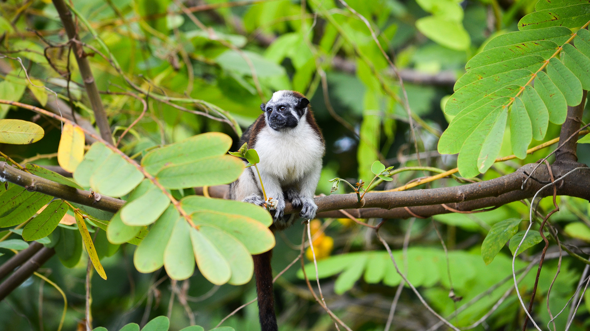 Oplev natur- og dyrelivet som små tamarinaber, når krydstogtet sejler gennem Gatúnsøen