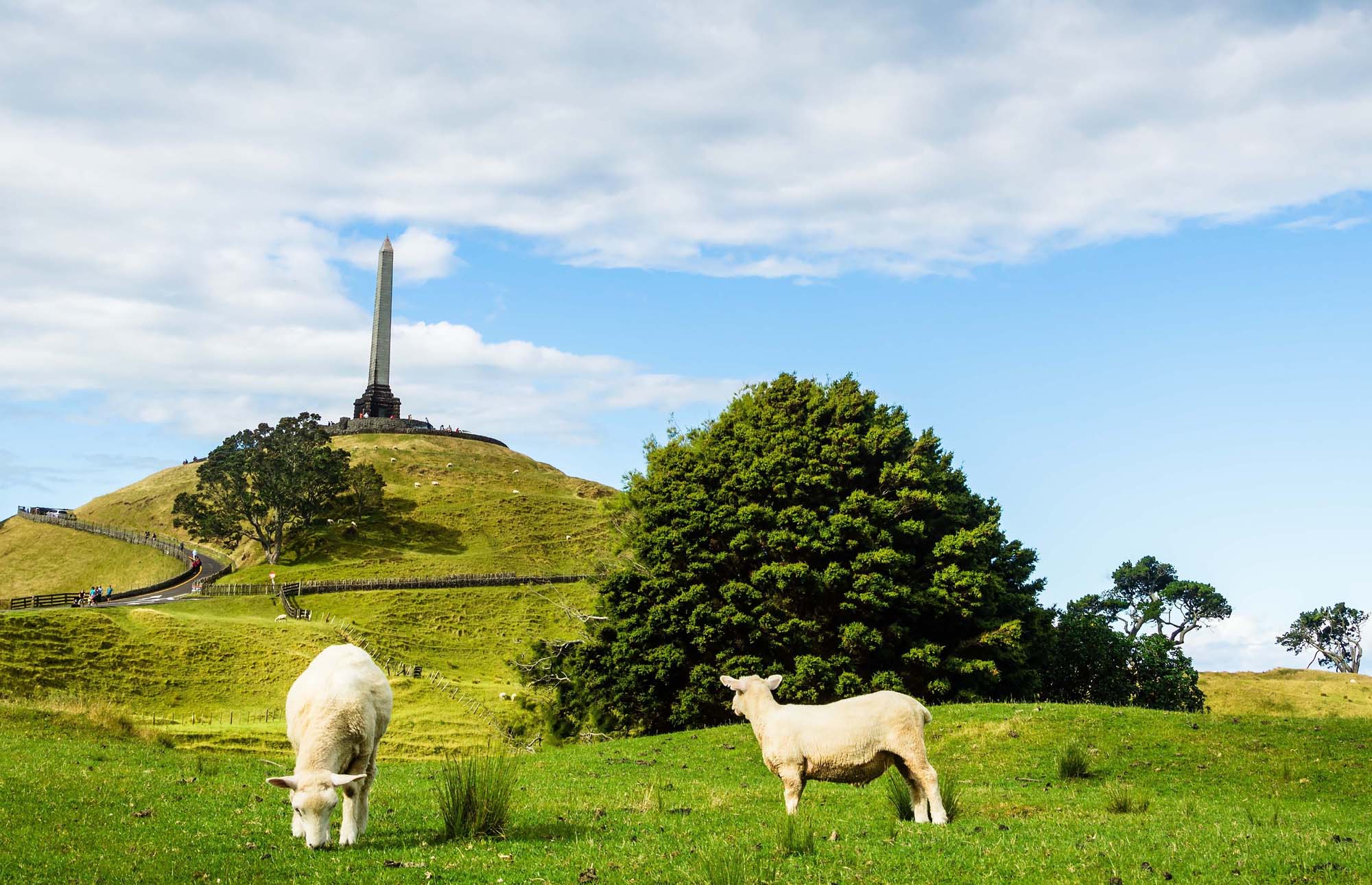 New-Zealand-auckland-one-tree-hill-sheep-shutterstock_412369351