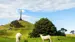 New-Zealand-auckland-one-tree-hill-sheep-shutterstock_412369351
