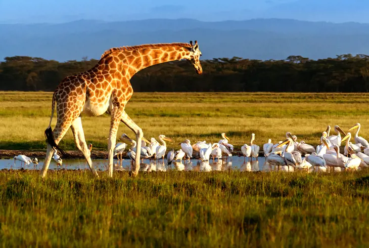 Rothchild giraffen ved Lake Nakuru