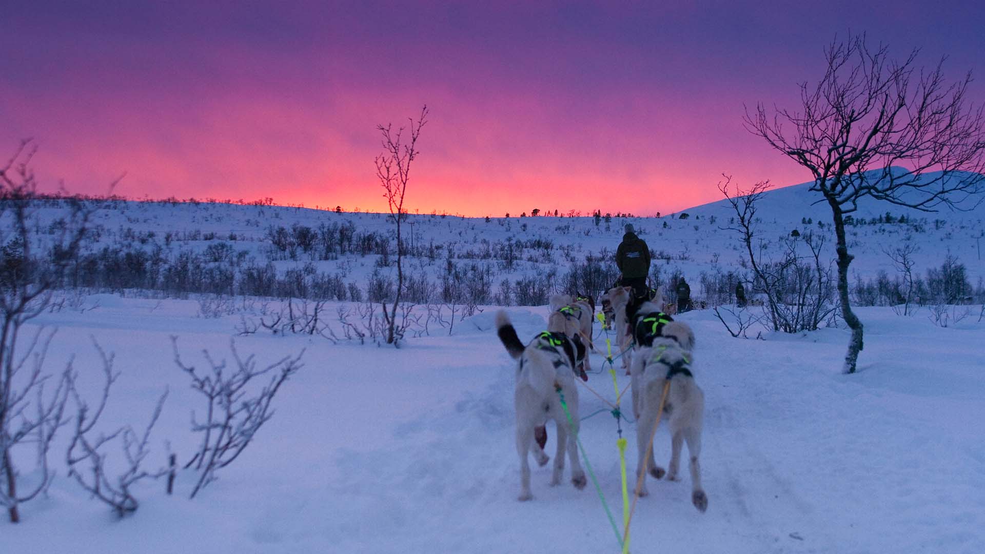 Kom på en scenisk hundeslædetur i den norske natur på krydstogt med Hurtigruten
