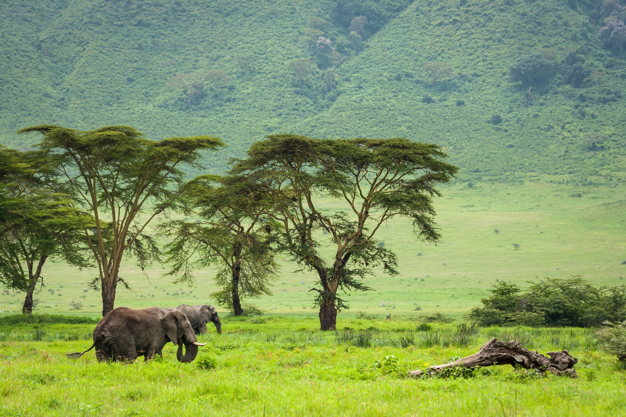 Magiske Ngorongoro