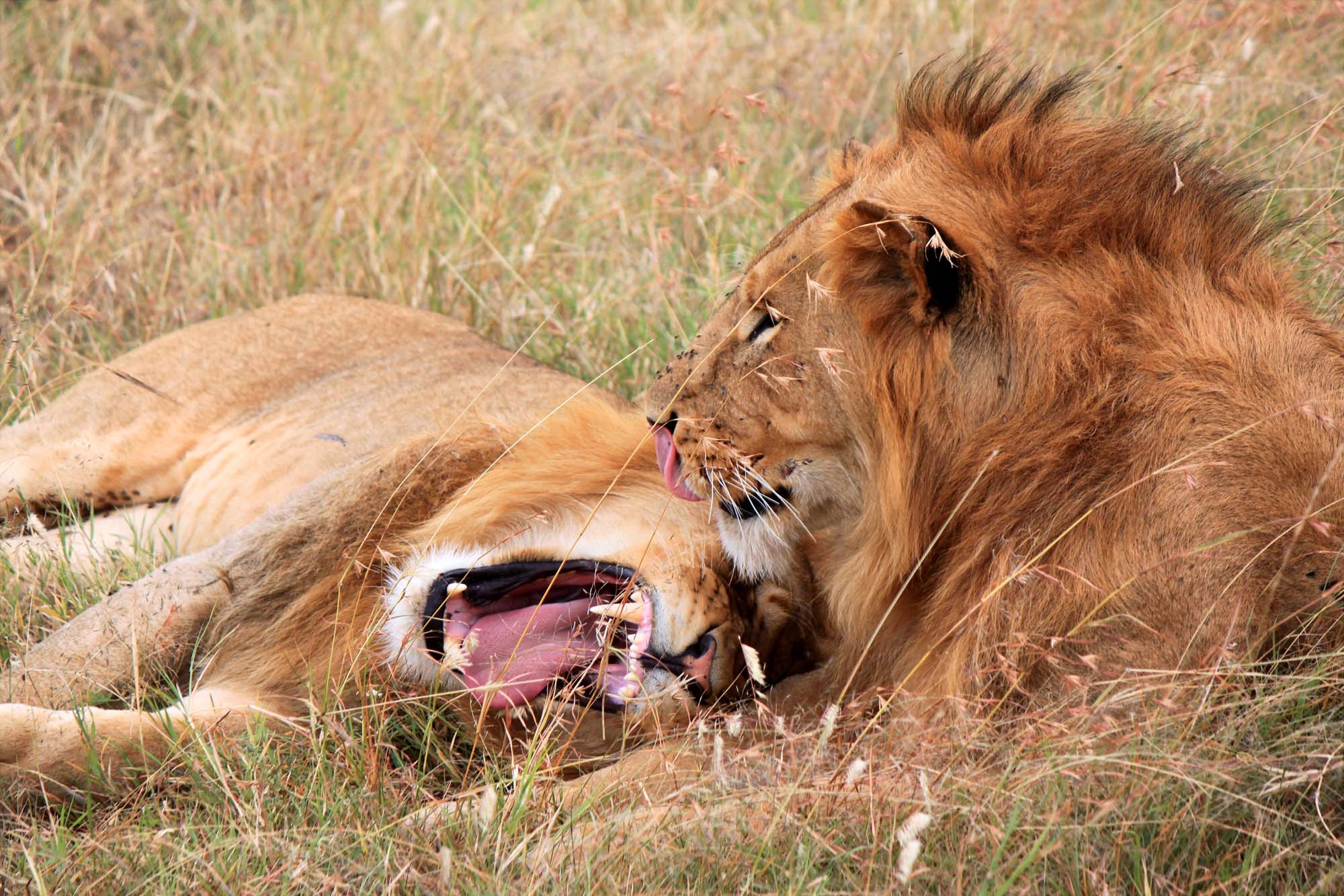 Spot en af de majestætiske løver, som er en del af "The Big Five".