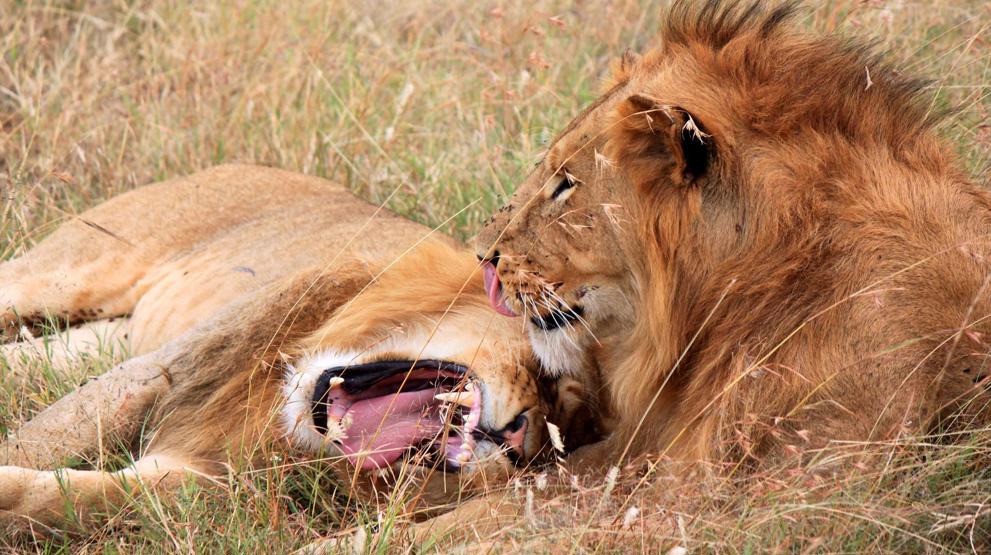 På en safari i Kenya er du næsten sikker på at spotte de majestætiske løver