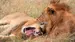 Løver i Mara Naboisho Conservancy