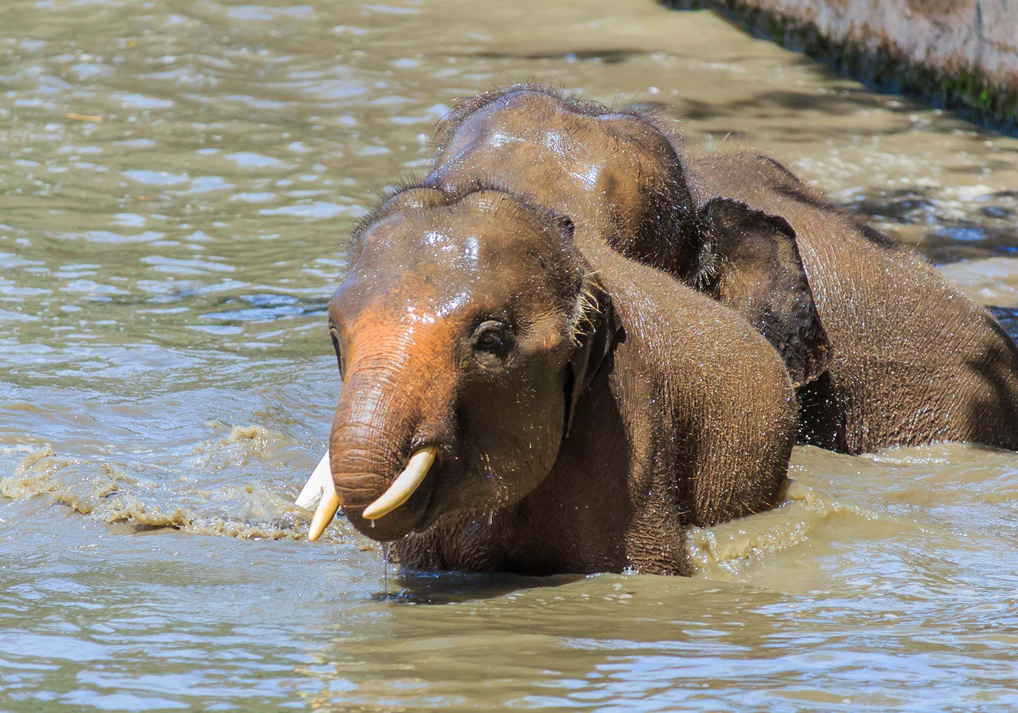 Se efter pygmæ-elefanter ved Danum river