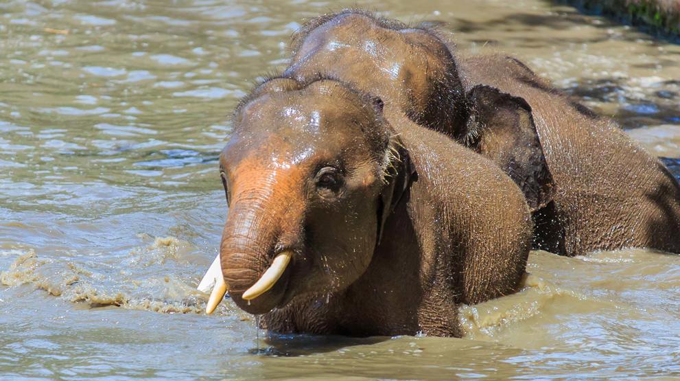 Pygmæelefanterne er en særlig art af elefanter, der kun kan opleves på en rejse til Borneo