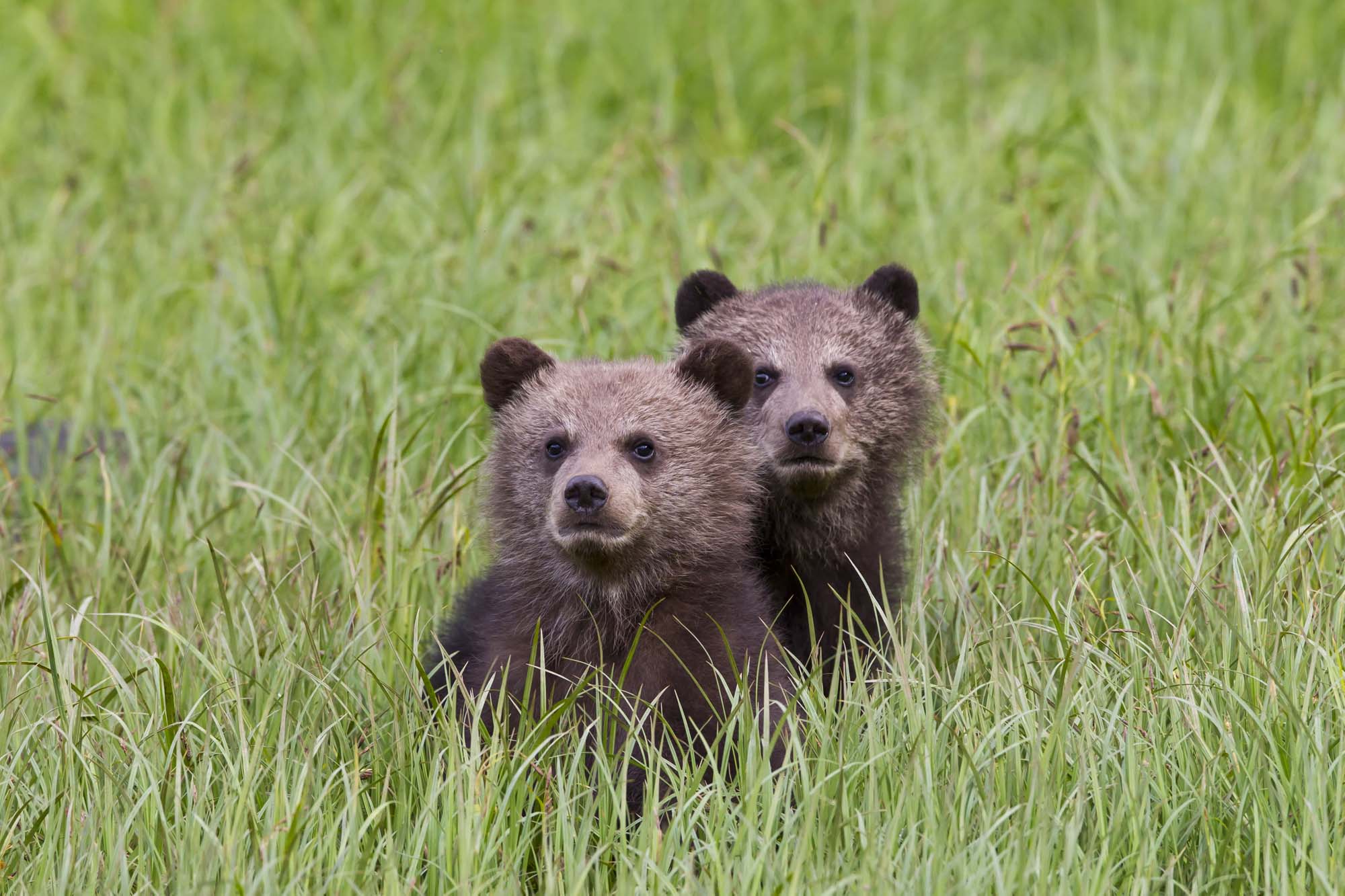 På en rundrejse i Canada er du måske heldig nok til at se brune bjørne.