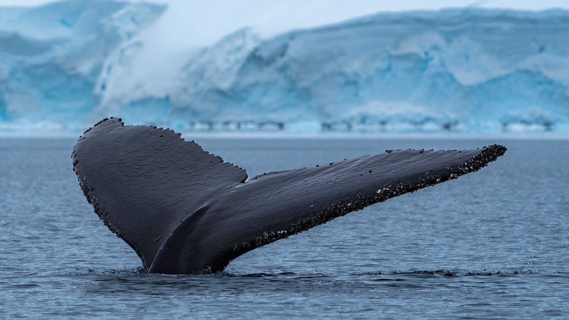 I kan være heldige at spotte hvaler på turen