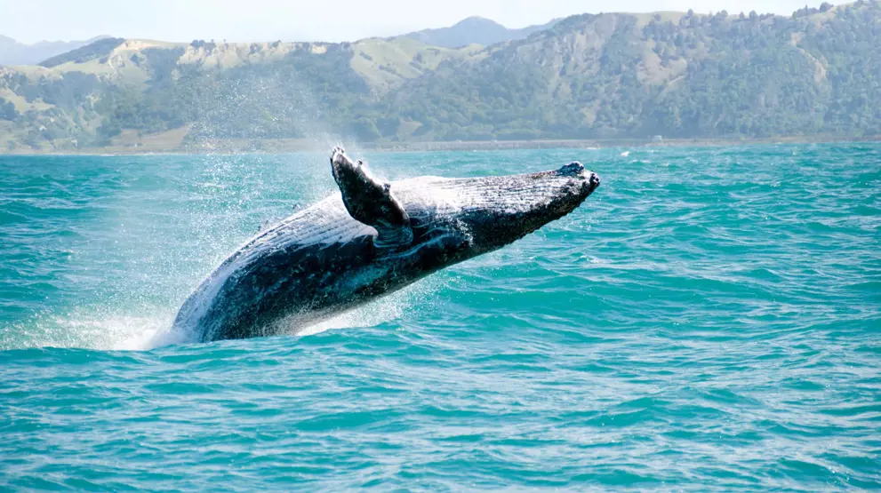 Der er mulighed for at se pukkelhvaler i New Zealand