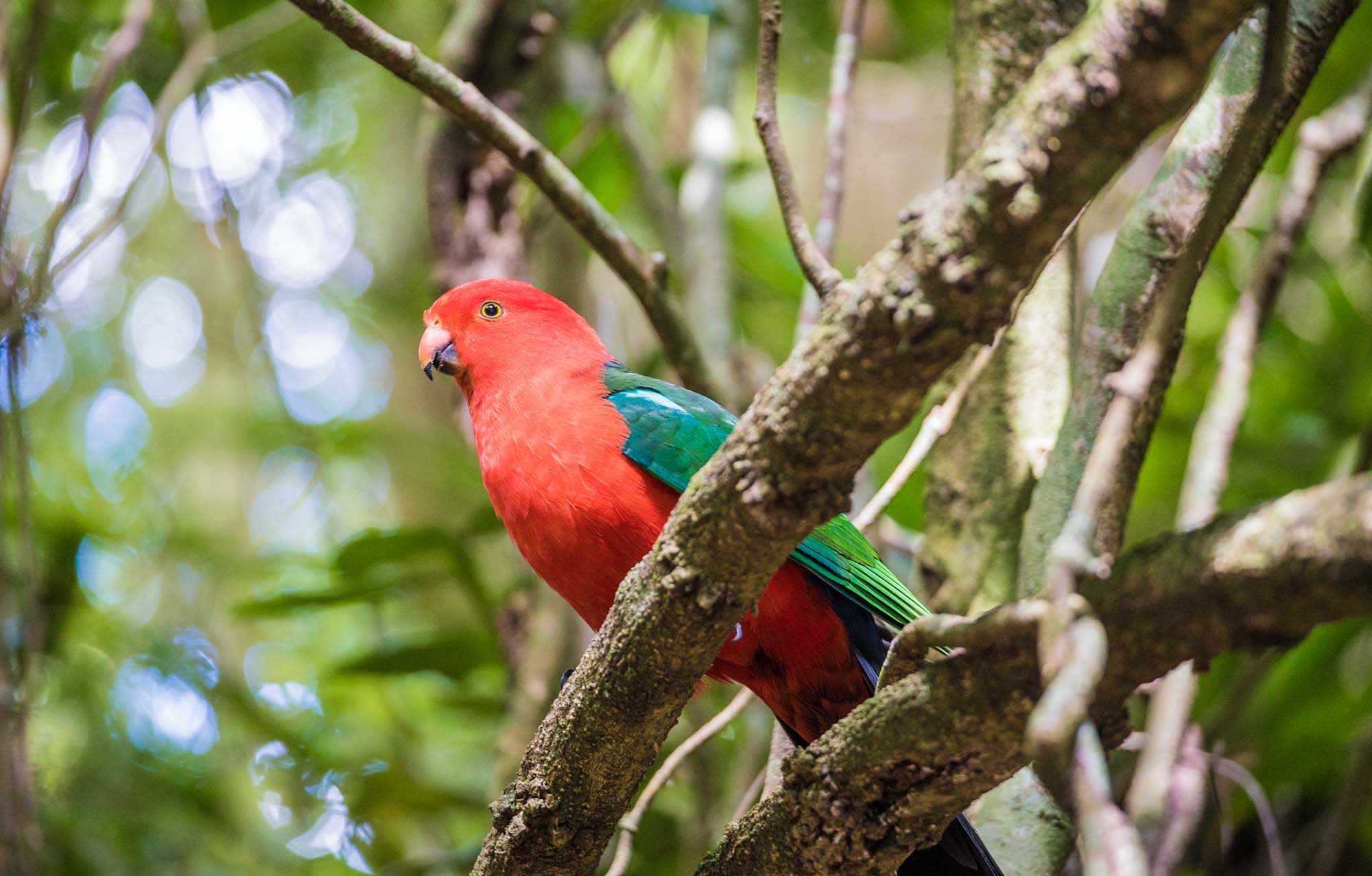australia-northern-territory-lamington-national-park-Australian-King-Parrot-shutterstock_556667581