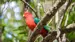 australia-northern-territory-lamington-national-park-Australian-King-Parrot-shutterstock_556667581