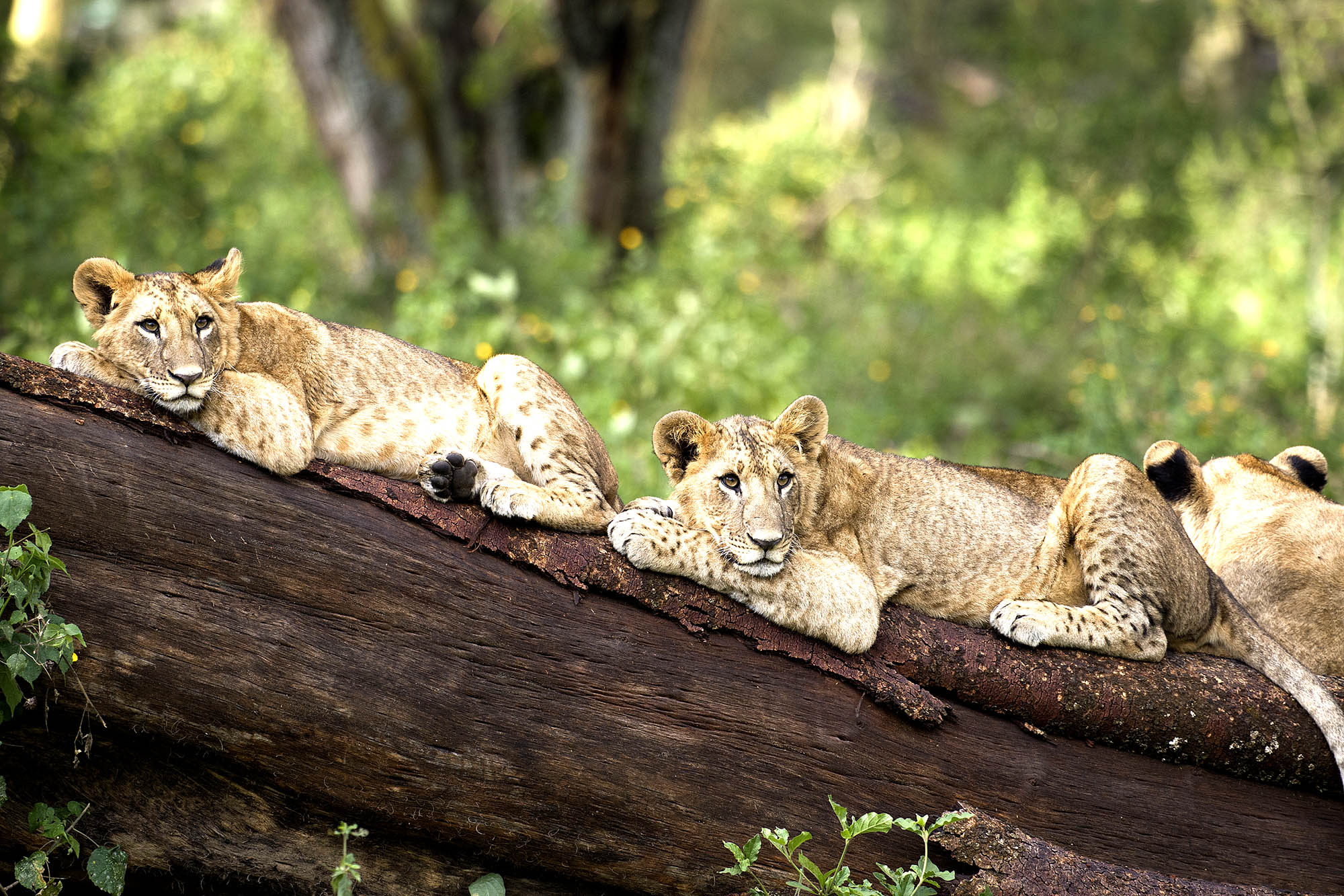 På rejser til Nairobi kan du komme tæt på naturen i Nairobi National Park.