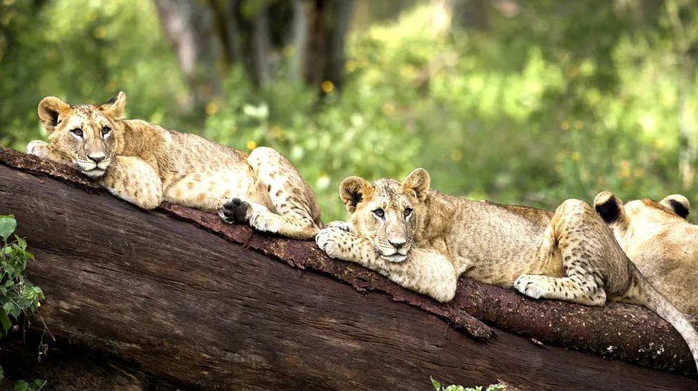 På rejser til Nairobi kan du komme tæt på naturen i Nairobi National Park.