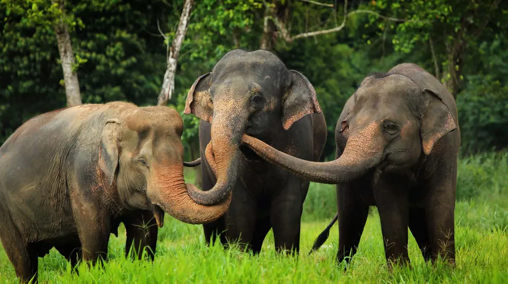 Glæd jer til at lære alt om elefanterne på Elephant Camp i Khao Sok
