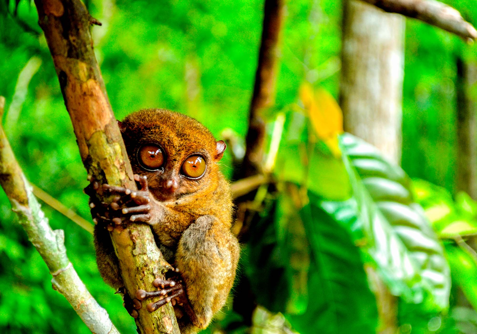 På rejser til Filippinerne kan du se de udrydningstruede spøgelsesaber.