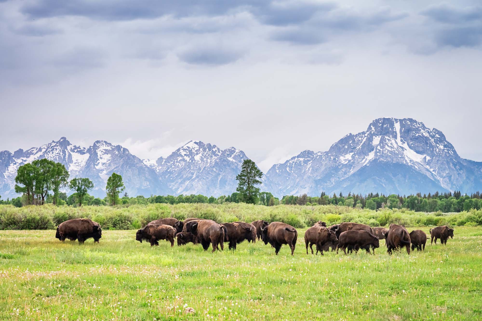 Rejser til Grand Teton National Park