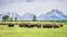 Bøfler i Grand Teton National Park