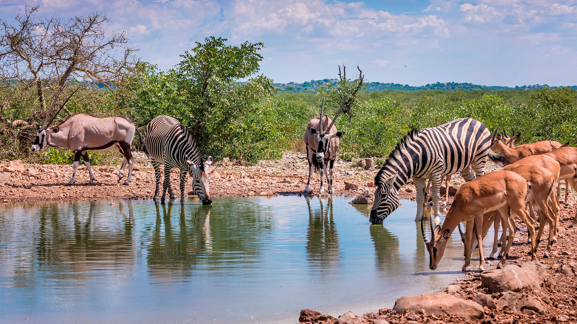 Oplev dyrelivet i Etosha National Park