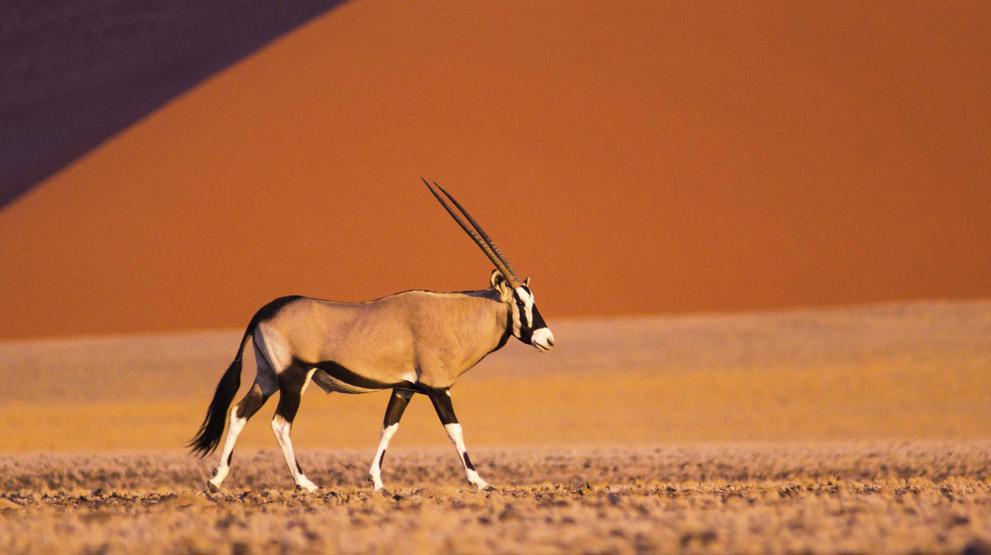 Sabelantilope i Sossusvlei - Rejser til Namibia