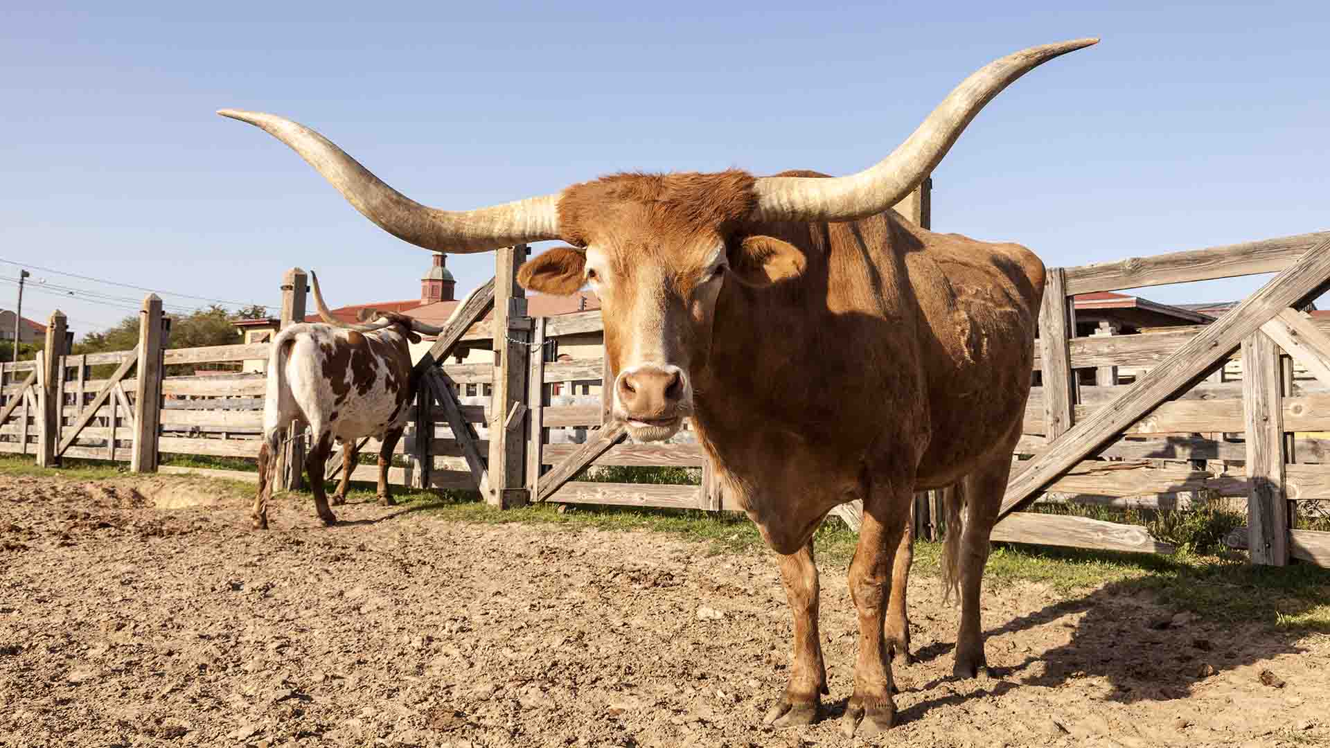 Langhornskvæg i Texas