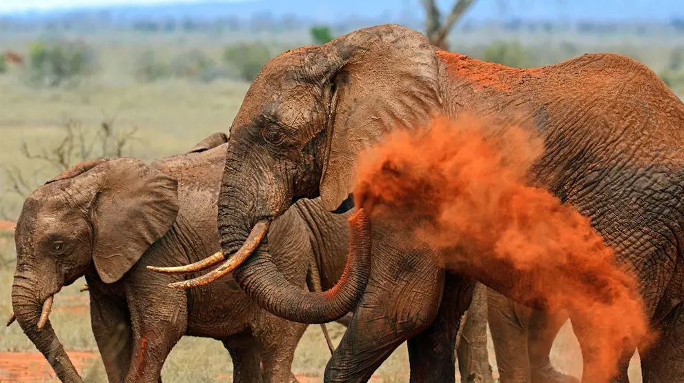 Se de "røde elefanter" der tager støvbade i Tsavo National Park.