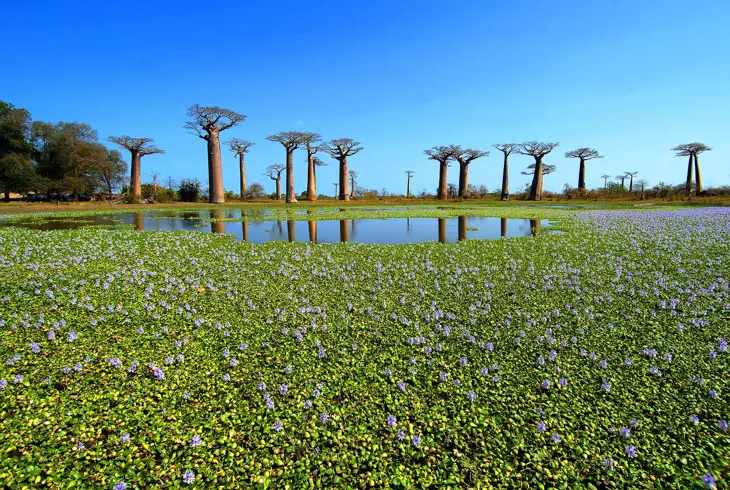 Baobab-træ i Madagascar