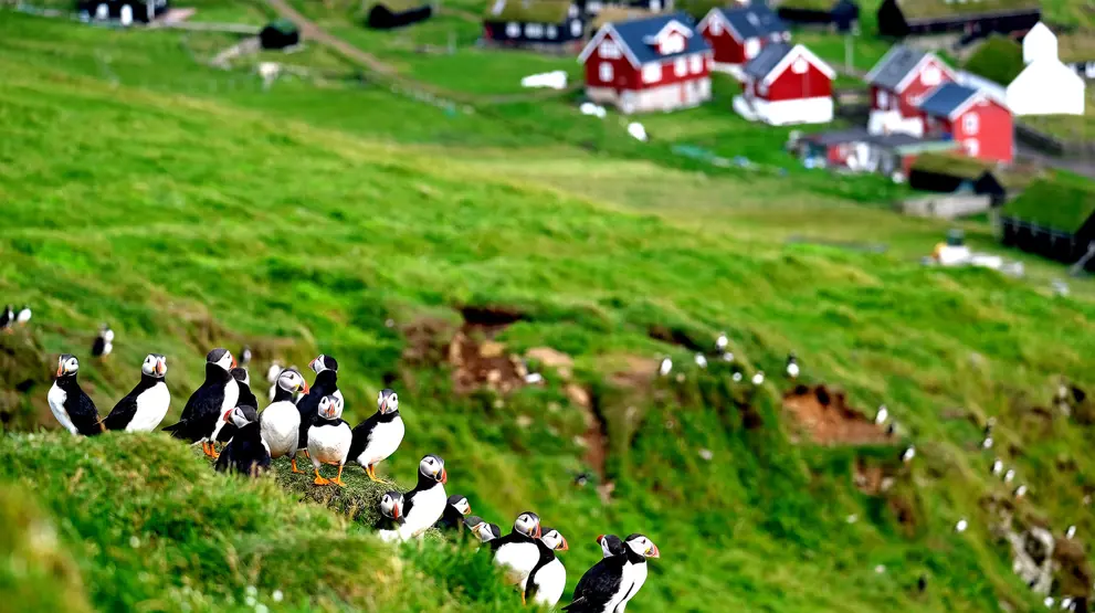 Søpapegøjer på Færøerne