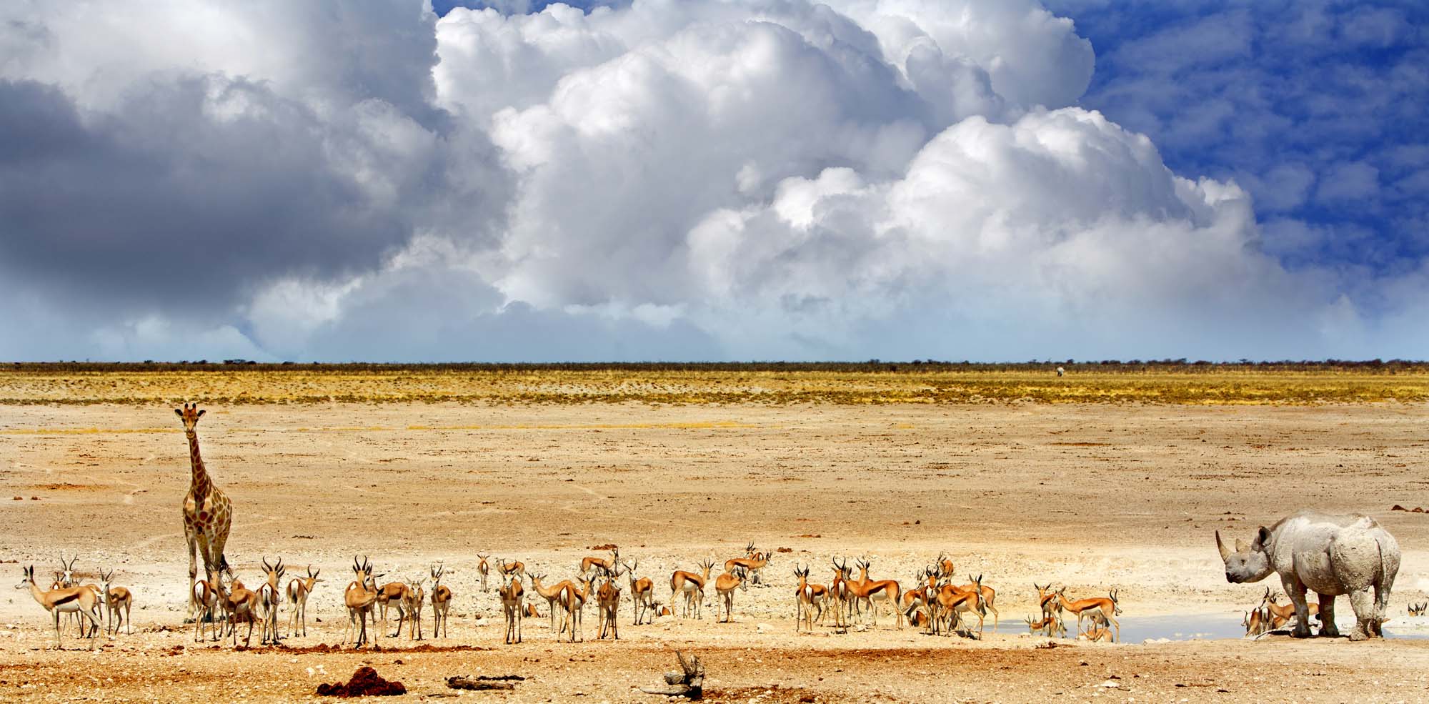 Safari i Namibia | Masser af dyreliv på Etosha saltsletten