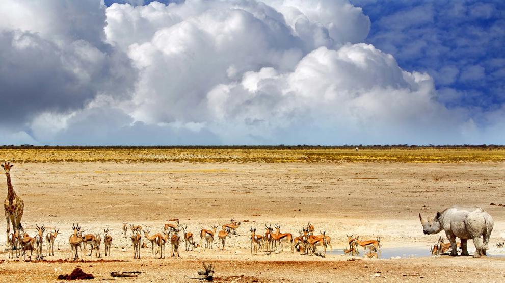 Safari i Namibia | Masser af dyreliv på Etosha saltsletten