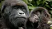 Uganda-Gorilla-iStock-512494361